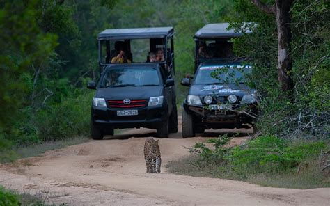 Game Drives at Yala National Park – Adventures in the Wild! | The Luxury Travel Channel