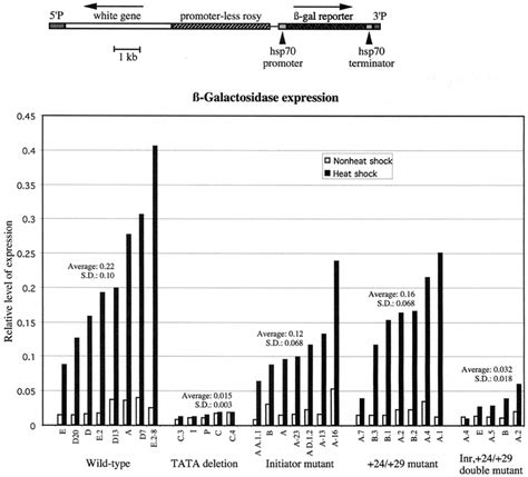 Galactosidase expression from transgenes in adult flies. The top... | Download Scientific Diagram