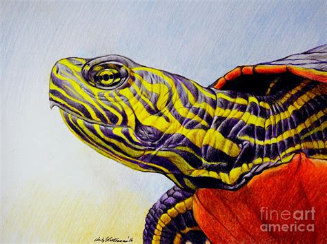 Western Painted Turtle Drawing by Christopher Shellhammer - Pixels