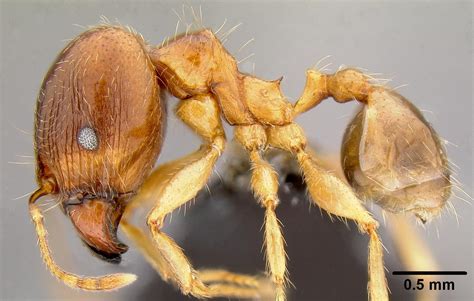 Pheidole megacephala - PIAkey factsheet