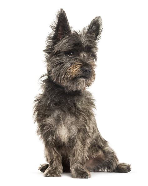 Cairn Terrier Colors: Rarest to Most Common - A-Z Animals