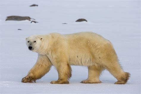 Premium Photo | A polar bear on the tundra.