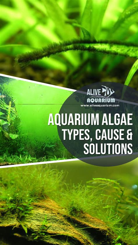 Aquarium algae control top 10 algae busting tips – Artofit