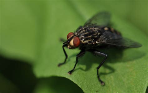 Fly Infestation Causes, in House, Outside and How to Get Rid - American Celiac