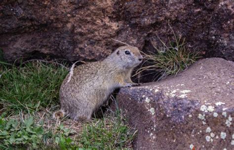 Gopher Mounds : Identification and Repair | Got Gophers