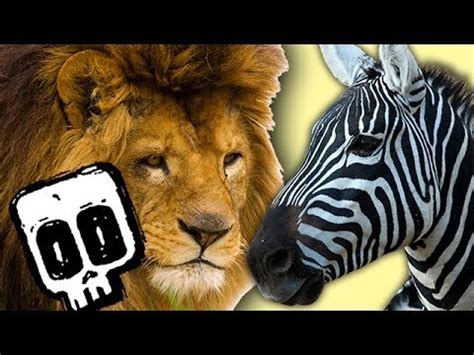 Lion vs Zebra | Deadliest Showdowns | BBC Earth - YouTube