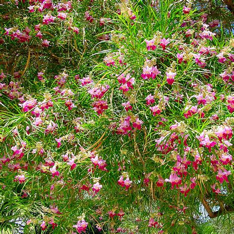 Desert Willow tree guide and care - 101 Garden Tools