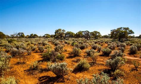 The Great Australian Desert - A-Z Animals