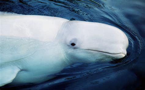 Beluga Whales (Delphinapterus leucas) | WWF-Canada