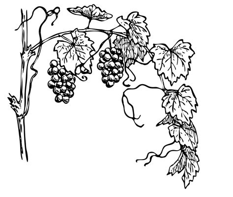 Grapevine,grapes,leaves,line art,clipart - free image from needpix.com