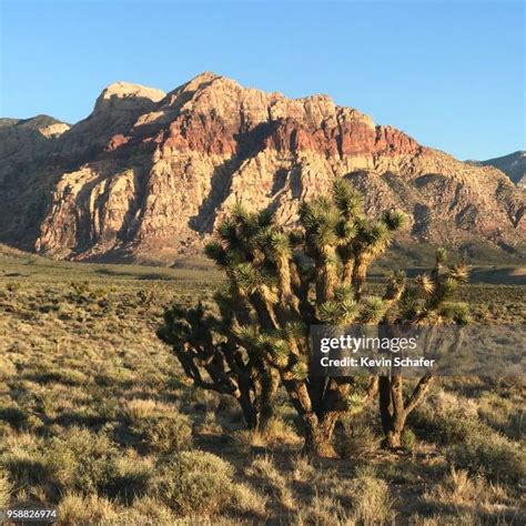 113 Red Rock Canyon Nevada Sunrise Stock Photos, High-Res Pictures, and ...