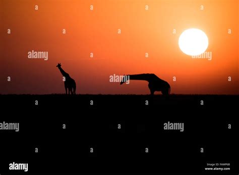 Two Maasai Giraffe (Giraffa camelopardalis) silhouetted against the rising sun, Ngorongoro ...