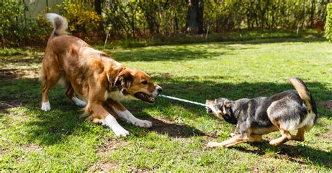 DIY Hemp Rope Pulling Toy for Dogs - Easy to Make - RxLeaf