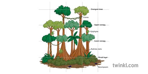 i rainforest structure diagram labeled trees plants ecosystem geography ks3