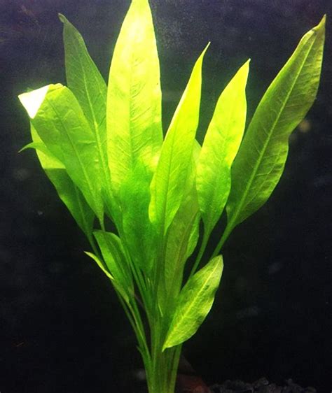 Amazon Sword Plant MEDIUM - Goodjoseph LIVE Fish Store