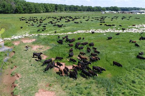 Op-ed: What I Learned from White Oak Pastures—and What Other Farms Can, Too | Civil Eats