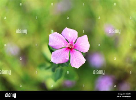 Solitary pink flower Stock Photo - Alamy