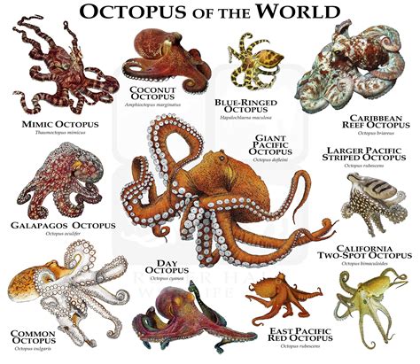 Octopus of the World Poster Print - Etsy