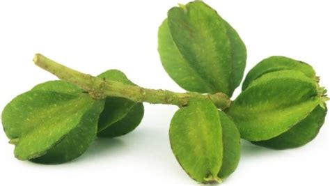 Terminalia Arjuna (Arjun Bark) Benefits, Uses, Dosage & Side Effects