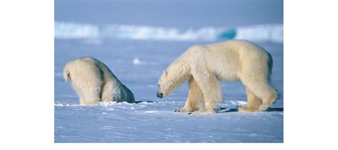 Adult female polar bear hunting at a ringed seal birth lair while being... | Download Scientific ...