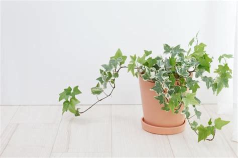 Caring for Indoor Ivy Plants - Potted Ivy Care