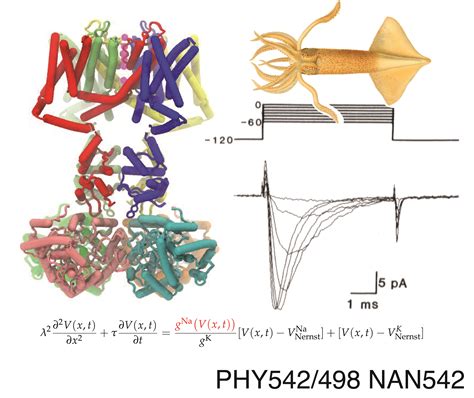 PHY542/NAN542/PHY498 — Topics in Biophysics I | Learning | Beckstein Lab