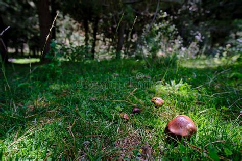 Mushrom Suillus luteus stock image. Image of short, ecosystem - 247154069