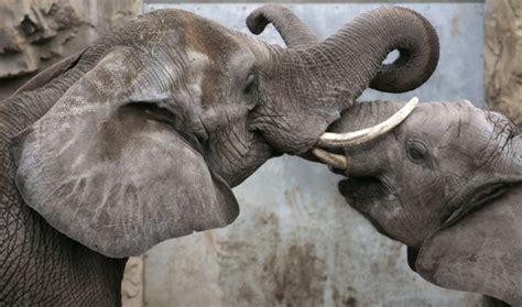 Brazil to open Latin America's first elephant sanctuary | The World from PRX