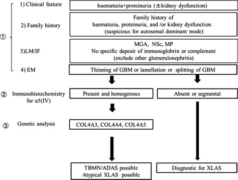 Proposed criteria for thin basement membrane nephropathy... | Download Scientific Diagram