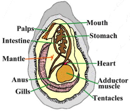 Oysters—how much do we actually know? | Virginia Institute of Marine ...