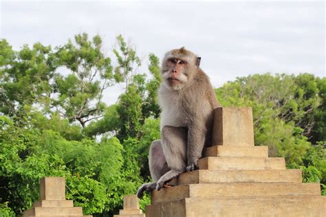 Uluwatu Monkey Forest in Bali - Discover the ‘Monkey Kingdom’ at ...