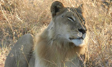 Lionesses Grow Manes, Start Acting Like Males