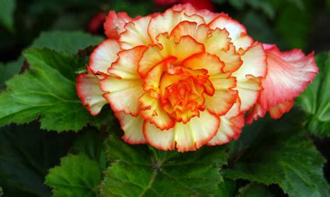 Begonias By The Bunch: Growing Tips - Epic Gardening