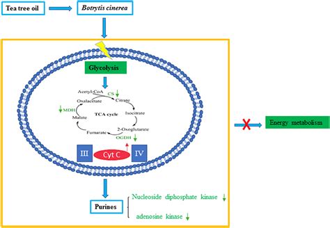 Frontiers | iTRAQ Proteomic Analysis Reveals That Metabolic Pathways Involving Energy Metabolism ...