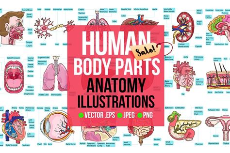Human Body Parts Png