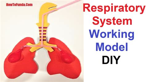 LUNG RESPIRATORY SYSTEM CROSS SECTION ANATOMY 3D Model | ubicaciondepersonas.cdmx.gob.mx