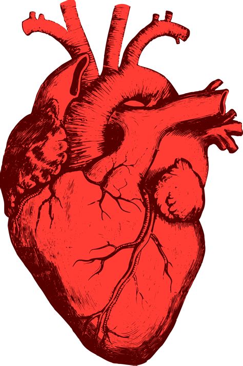 heart example https://commons.wikimedia.org/wiki/File:CoeurHumain.svg | Disegno cuore, Cuore ...