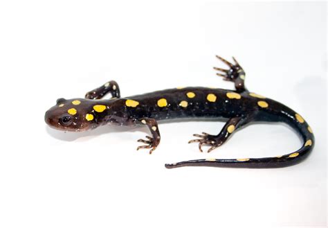 File:Spotted Salamander.jpg - Wikipedia