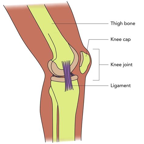 Knee structure | Illustration used in Gr 4-6 Natural Science… | Flickr