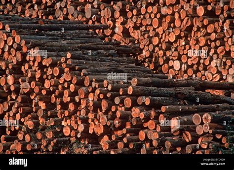 Piles of trimmed raw timber logs awaiting shipment from a timber yard ...