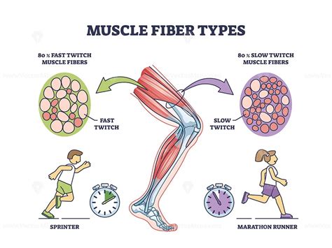 Muscle fiber types with fast and slow twitch fibers anatomy outline ...