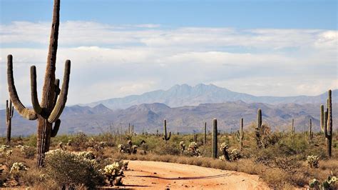 Desert Cactus Wallpapers - Top Free Desert Cactus Backgrounds - WallpaperAccess