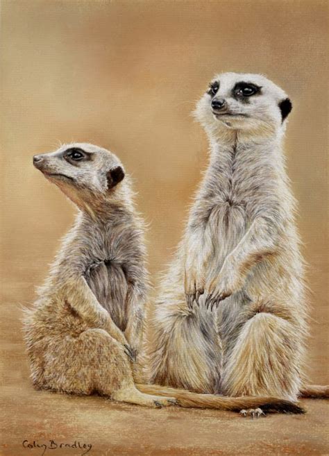 The Colin Bradley School of Art | Kitten art, Animal paintings, Meerkat