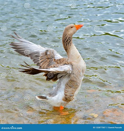 Greylag goose stock image. Image of anser, feather, grey - 132877587