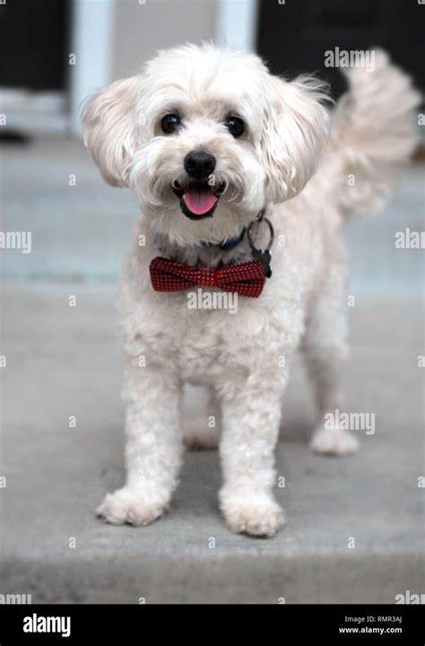 White poodle mix dog wearing a red bow tie Stock Photo - Alamy