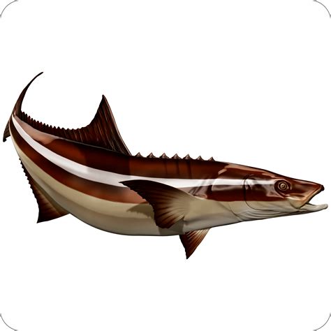 Cobia – Digital Fish Art