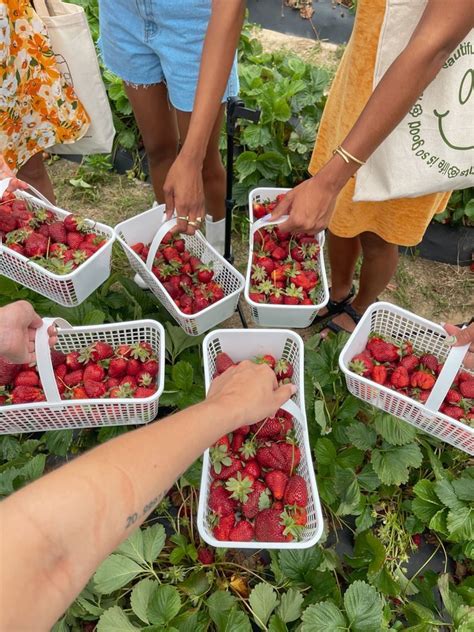 Strawberry picking – Artofit