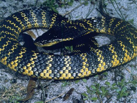 Man dies after bite from venomous tiger snake - ABC Perth - Australian Broadcasting Corporation