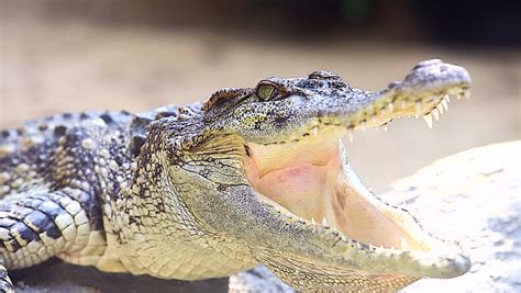 4k crocodile close mouth wide open Stock Footage Video (100% Royalty ...