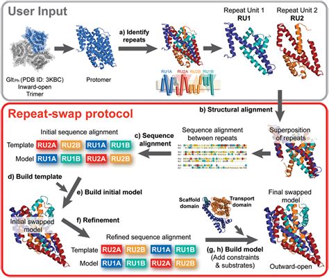 Frontiers | Repeat-swap homology modeling of secondary active transporters: updated protocol and ...